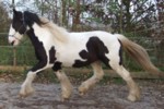 Aideen