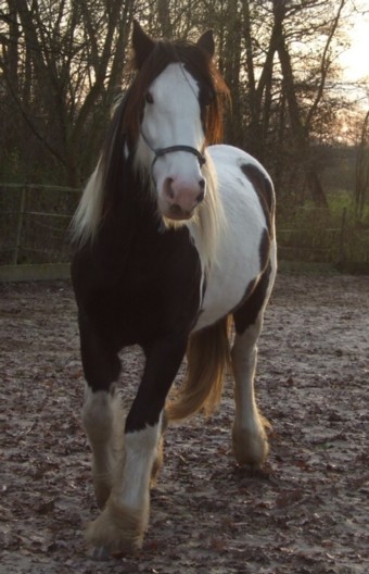 Aideen