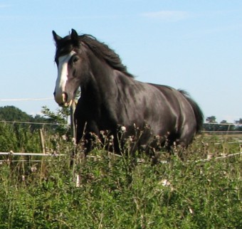 &Aacute;lainn