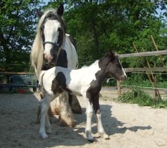 LEE-sha von Moorlage