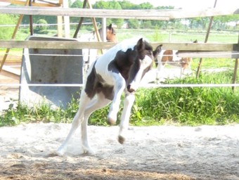 LEE-sha von Moorlage