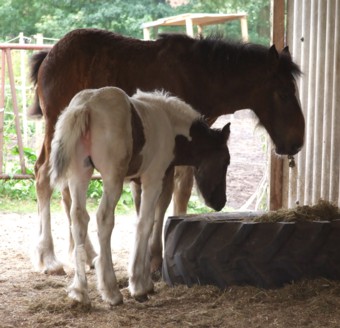 LEE-sha von Moorlage