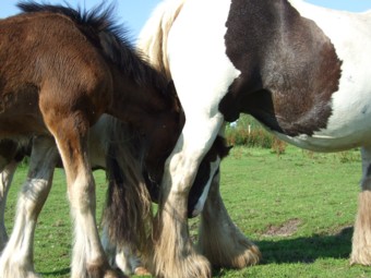 LEE-sha von Moorlage