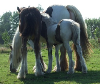 LEE-sha von Moorlage