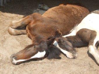 LEE-sha von Moorlage