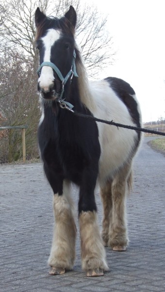 LEE-sha von Moorlage