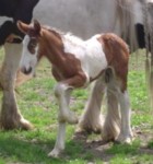 SheehanSioux