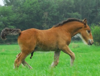 SimonSchokolata