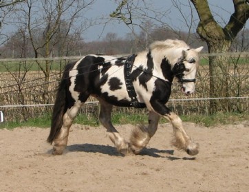 Talek
