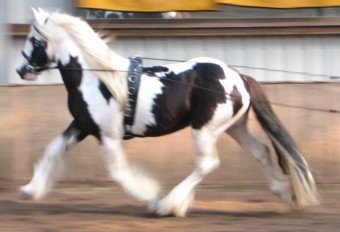Talek