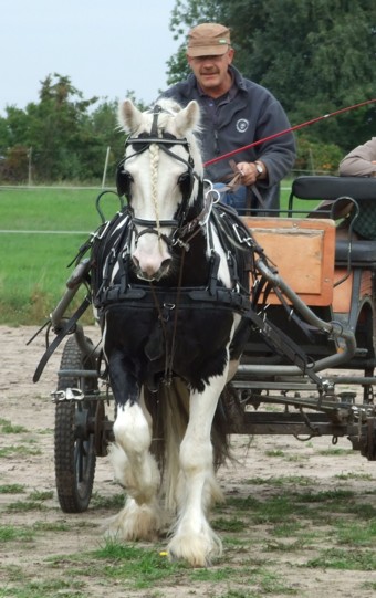 Talek