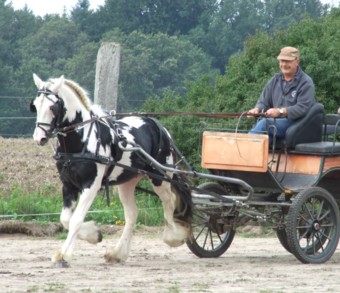 Talek