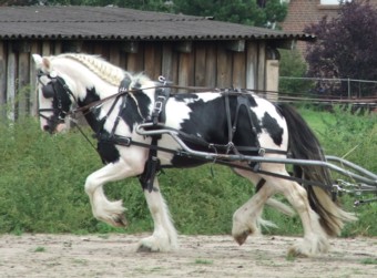 Talek