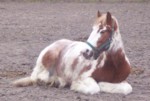 Theoden